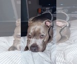 Small #3 American Pit Bull Terrier Mix
