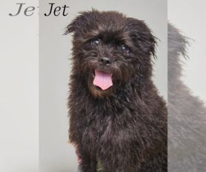 Jet - Male Pugairn Dog for Adoption - Photo #5