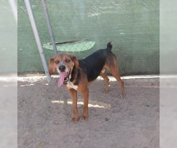 Medium Photo #8 Coonhound-Treeing Walker Coonhound Mix Puppy For Sale in Apple Valley, CA, USA