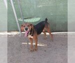 Small #7 Coonhound-Treeing Walker Coonhound Mix