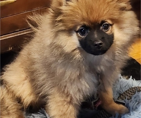 Medium Photo #2 Pomeranian Puppy For Sale in HAMPTON, VA, USA