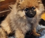 Small Photo #2 Pomeranian Puppy For Sale in HAMPTON, VA, USA