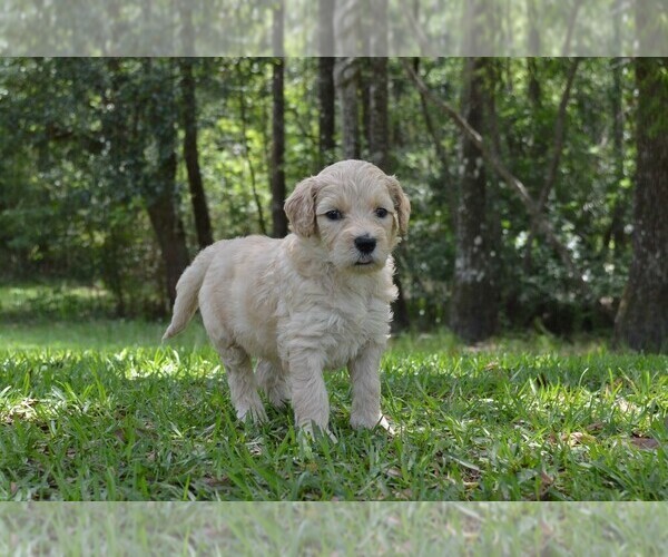 Medium Photo #7 Goldendoodle Puppy For Sale in LIVE OAK, FL, USA