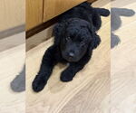Small Goldendoodle