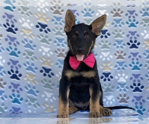 German Shepherd Dog Puppy for sale in LANCASTER, PA, USA