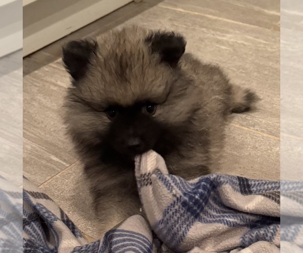 Medium Photo #1 Keeshond Puppy For Sale in MORRISON, CO, USA