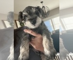 Small Photo #2 Schnauzer (Miniature) Puppy For Sale in COLUMBUS, IN, USA
