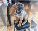 Puppy Puppy 1 Cane Corso