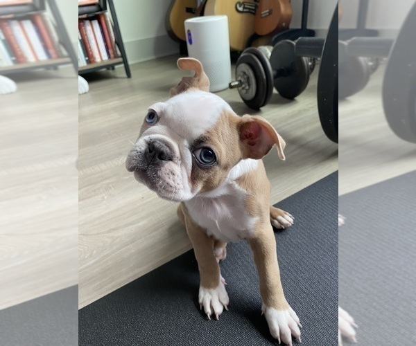 Medium Photo #2 Boston Terrier Puppy For Sale in BEEVILLE, TX, USA