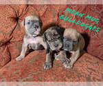 Small Photo #13 Olde English Bulldogge Puppy For Sale in LOUISVILLE, KY, USA