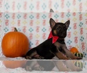 German Shepherd Dog Puppy for sale in LANCASTER, PA, USA