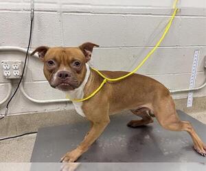 American Staffordshire Terrier-Unknown Mix Dogs for adoption in Grand Prairie, TX, USA