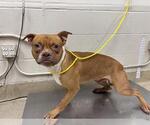 Small American Staffordshire Terrier Mix