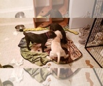 Small Photo #20 Labrador Retriever Puppy For Sale in ANZA, CA, USA