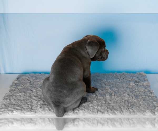 Medium Photo #5 Cane Corso Puppy For Sale in BOURBON, IN, USA
