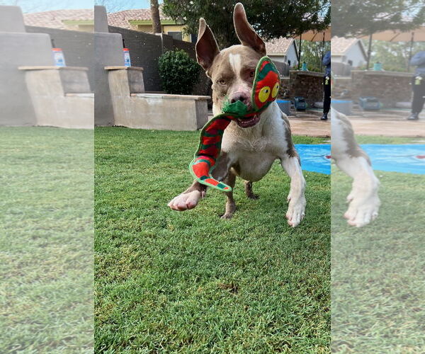 Medium Photo #13 American Staffordshire Terrier-Unknown Mix Puppy For Sale in phoenix, AZ, USA