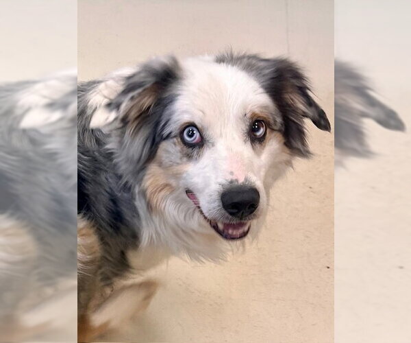 Medium Photo #1 Australian Shepherd-Unknown Mix Puppy For Sale in Webster, WI, USA