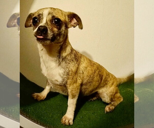 Medium Photo #2 Chiweenie Puppy For Sale in San Diego, CA, USA