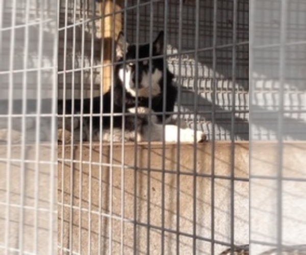 Medium Photo #1 German Shepherd Dog-Wolf Hybrid Mix Puppy For Sale in DALTON, OH, USA