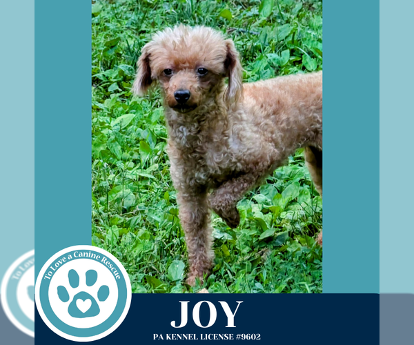 Medium Photo #8 Mutt Puppy For Sale in Kimberton, PA, USA
