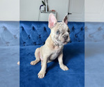 Small Photo #2 French Bulldog Puppy For Sale in RESEDA, CA, USA