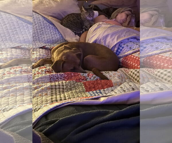 Medium Photo #3 Black Mouth Cur-Unknown Mix Puppy For Sale in Mobile, AL, USA