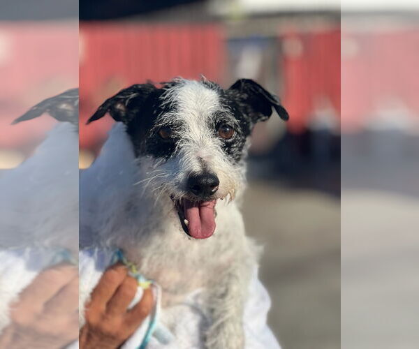 Medium Photo #2 Jack-A-Bee Puppy For Sale in Dana Point, CA, USA