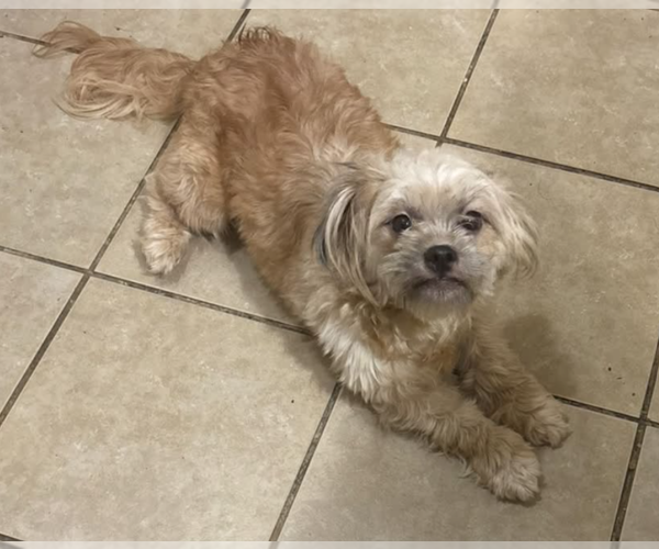 Medium Photo #1 Shih Tzu-Unknown Mix Puppy For Sale in Cranston, RI, USA