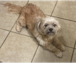 Small Shih Tzu Mix