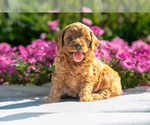 Puppy Sharla Cavapoo