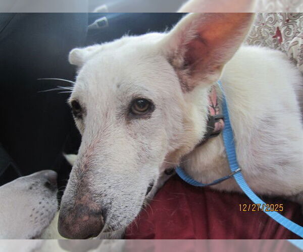 Medium Photo #1 Siberian Husky Puppy For Sale in Ocala, FL, USA