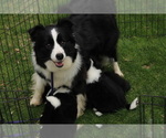 Small Photo #1 Border Collie Puppy For Sale in BRYANTOWN, MD, USA
