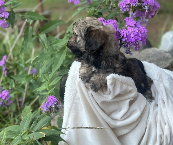 Medium Photo #8 Cava-Tzu Puppy For Sale in NAPERVILLE, IL, USA