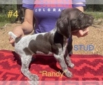 Small Photo #2 German Shorthaired Pointer Puppy For Sale in FLORISSANT, CO, USA