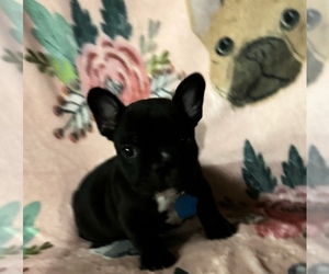 French Bulldog Puppy for sale in BAKERSFIELD, CA, USA