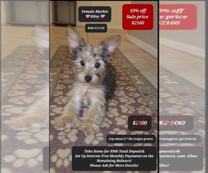 Morkie Puppy for sale in TUCSON, AZ, USA