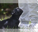 Scooby - Male Pug Puppy for Sale - Photo #3