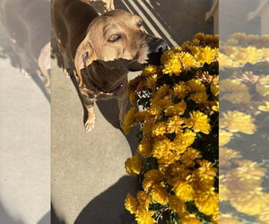 Brandy Rose - Female Labrador Retriever-Mountain Cur Mix Dog for Adoption - Photo #4