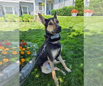 Small #19 German Shepherd Dog Mix