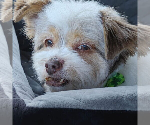 Medium Photo #4 Havanese-Unknown Mix Puppy For Sale in San Jose, CA, USA