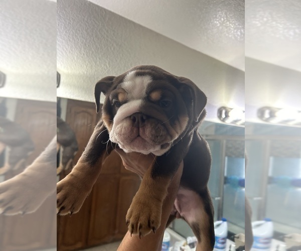 Medium Photo #1 Bulldog Puppy For Sale in ELK GROVE, CA, USA
