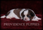 Small Photo #7 Shih Tzu Puppy For Sale in COPPOCK, IA, USA