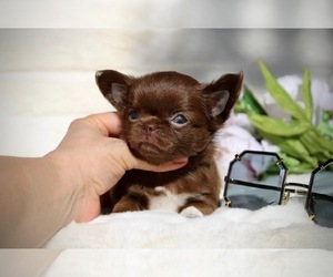 Chihuahua Puppy for Sale in SAN JOSE, California USA