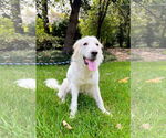 Small #13 Great Pyrenees