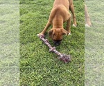 Small #2 Boxer