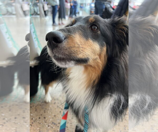 Medium Photo #6 Mutt Puppy For Sale in Bellevue, WA, USA