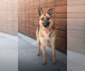German Shepherd Dog-Unknown Mix Dogs for adoption in Marina Del Rey, CA, USA