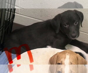 Enzo (NY-Danielle) - Male Collie-Labrador Retriever Mix Dog for Adoption - Photo #3