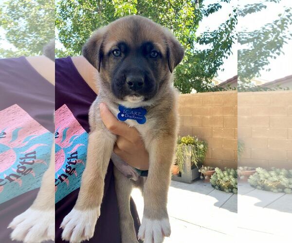 Medium Photo #18 Huskies -Unknown Mix Puppy For Sale in Corona, CA, USA