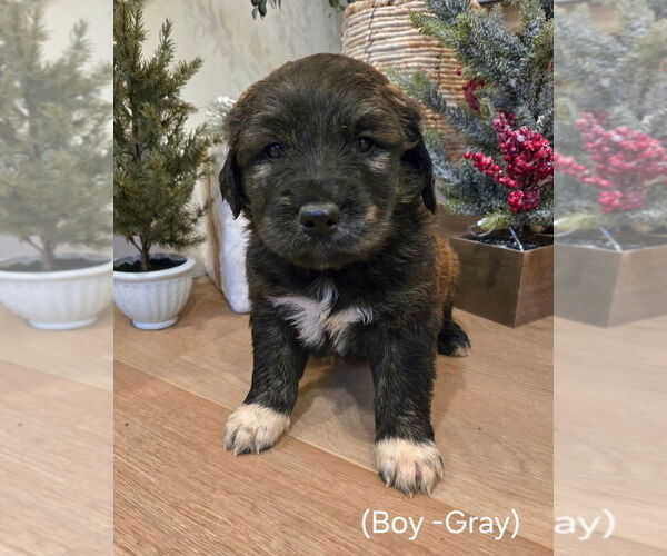 Medium Photo #5 Golden Pyrenees Puppy For Sale in ARLINGTON, WA, USA